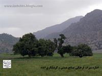 دشت سوسن